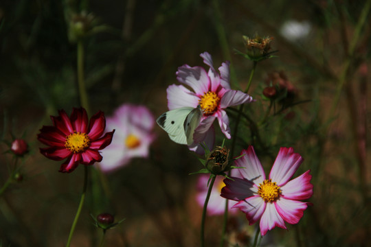 蝶花戀