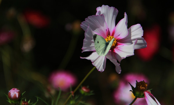 蝶花戀