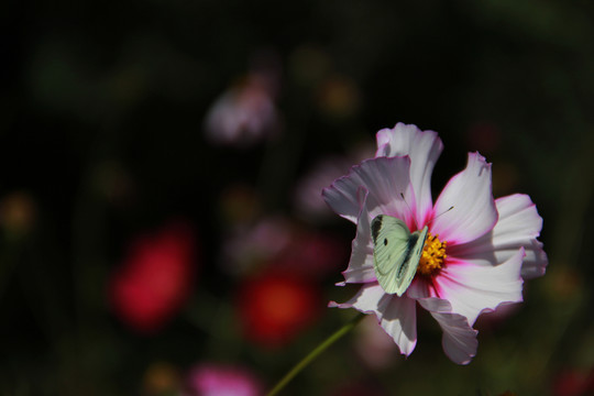 蝶花戀