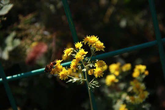 蜂花戀