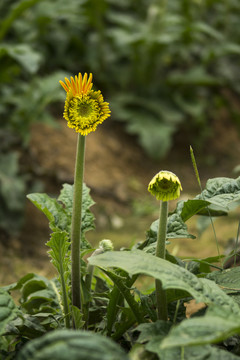 非洲菊