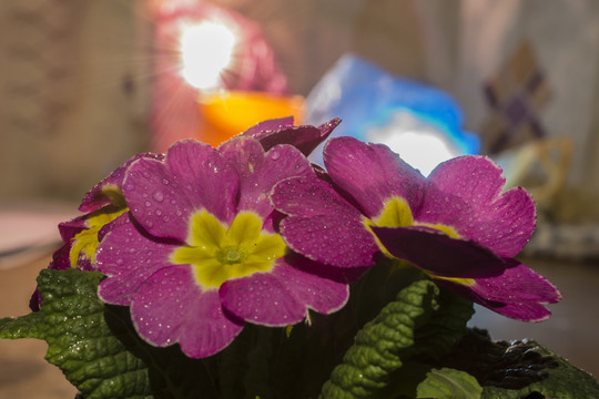 報(bào)春花