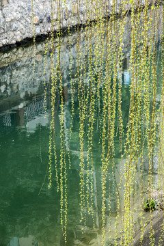 柳樹枝