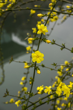 迎春花