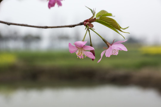 櫻花