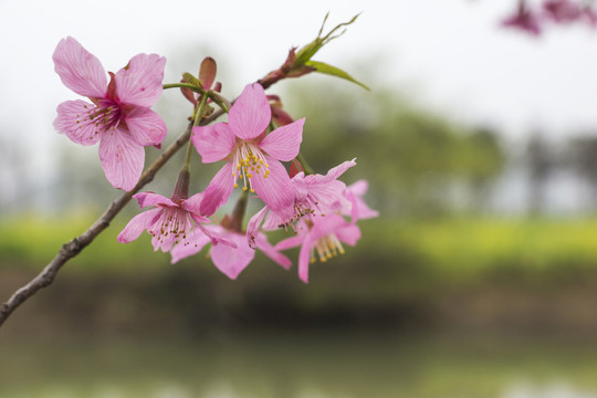 櫻花
