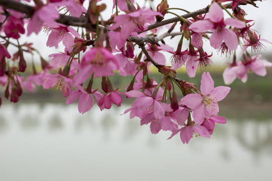 櫻花