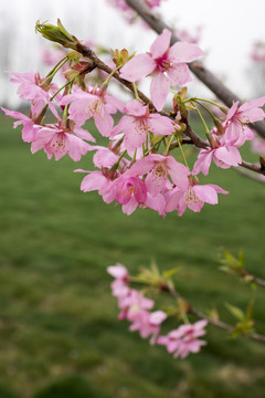 櫻花