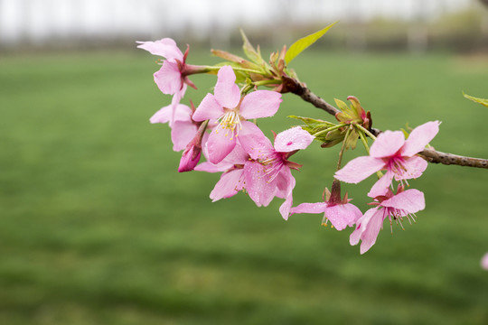 櫻花