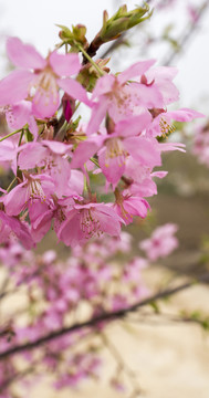 櫻花