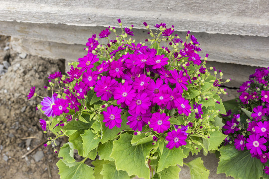 瓜葉菊