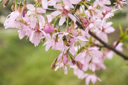 櫻花