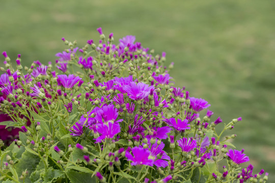瓜葉菊
