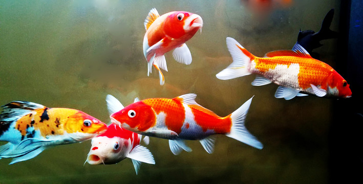 金魚 觀賞