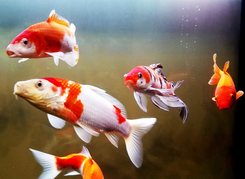 金魚 觀賞魚
