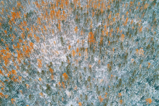秋季林海雪景 航拍