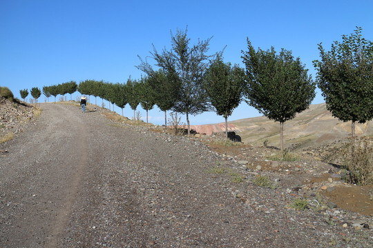 山坡樹林