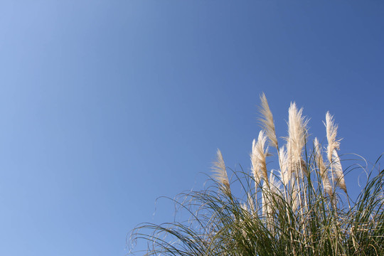 藍(lán)色的