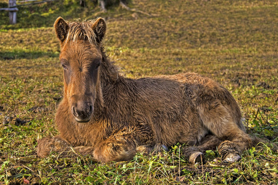 小馬駒