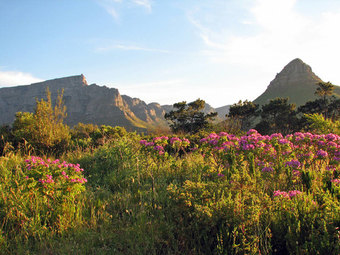開普敦桌子山