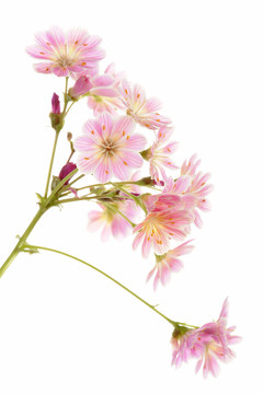 粉紅色的bitterwurz（離子莧科cotyled