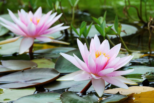 花