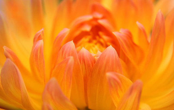 dahlienblüTE