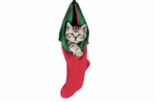 凱蒂christmaspet目前襪子的驚喜