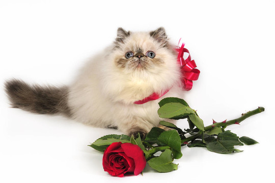 persiancat rosevalentine