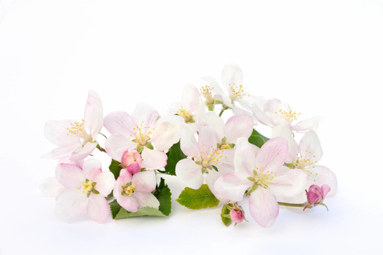花卉