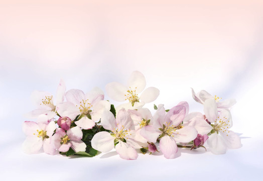 花卉