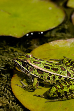 frog