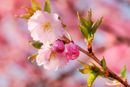 花卉