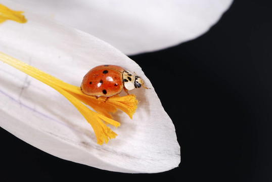 花卉