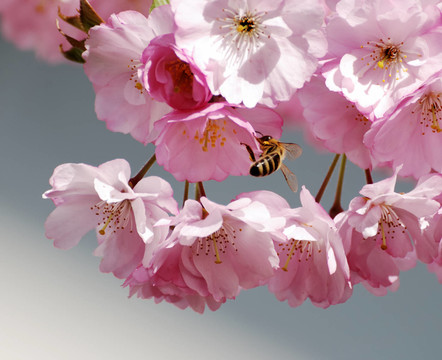 花卉