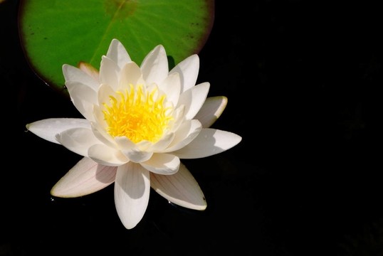 花園