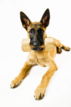 在apportierü塞馬里努阿犬