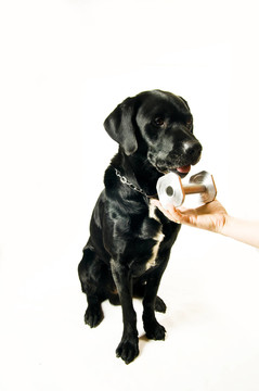 labradormix在apportierü塞metallapportel