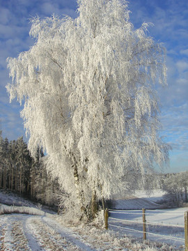 birch with hoarfrost in winter landscape