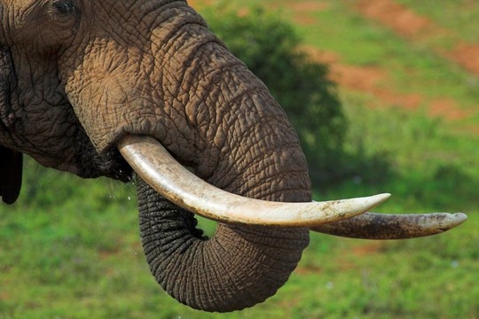 野生動物