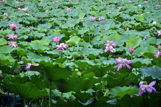 荷花池