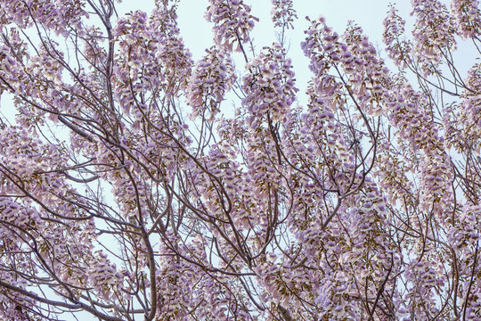 梧桐花