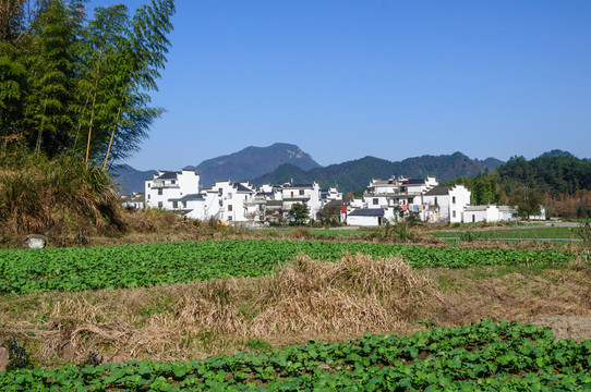 鄉(xiāng)村青菜地