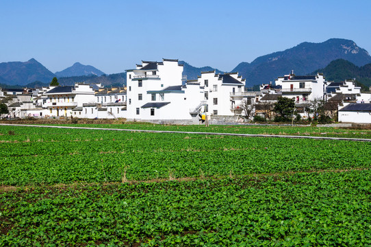 鄉(xiāng)村青菜地