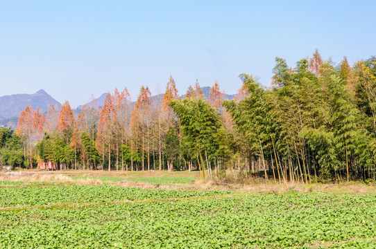 鄉(xiāng)村青菜地