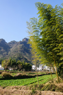 鄉(xiāng)村青菜地