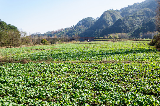 鄉(xiāng)村青菜地