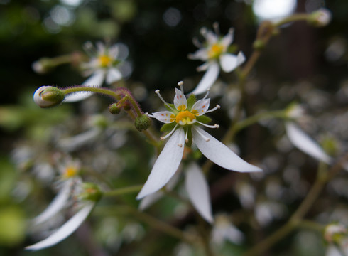 虎耳草