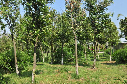 樹(shù)林 綠樹(shù)