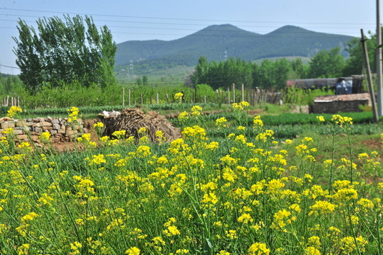 油菜花 油菜地